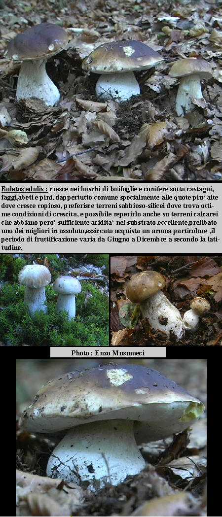 Boletus edulis    Bull.: Fr.